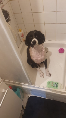 Photo de Mochi