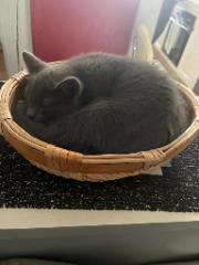 Photo de Grisouille