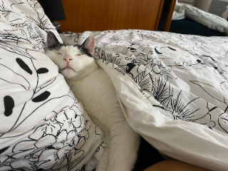Photo de Oreo