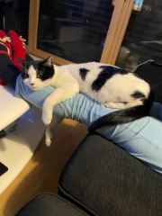 Photo de Oreo