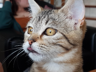 PRALINE