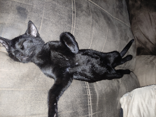 Photo de Cachou