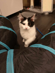 Photo de elsa