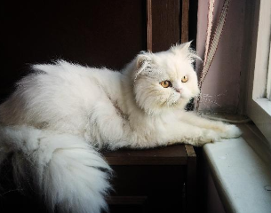 Photo de Nej