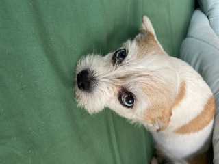 Caramel