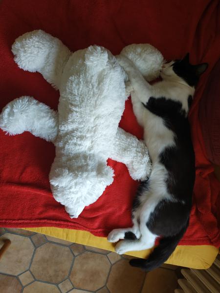 Minou