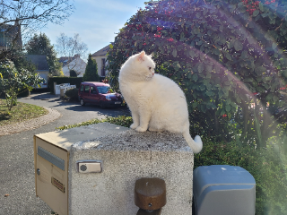 Photo de Miko