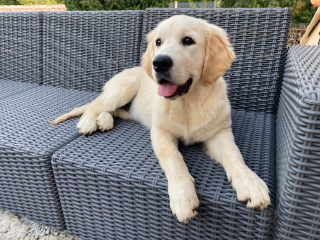 Photo de Nala