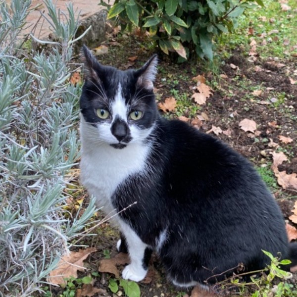 Berlioz