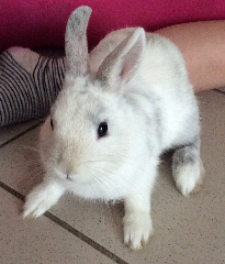 Photo de Cotton