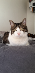 Filou