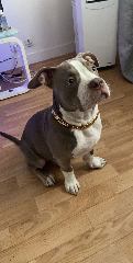 Photo de Simba
