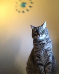Photo de Jazz