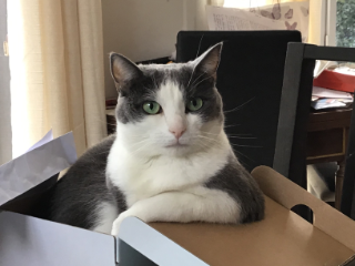 Photo de Grisou