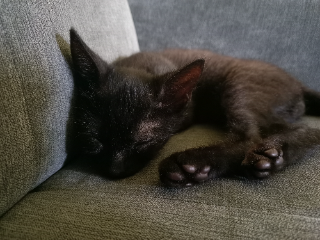 Berlioz