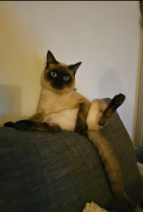 Simba