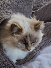 Photo de Raffiki