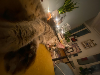 Mellow