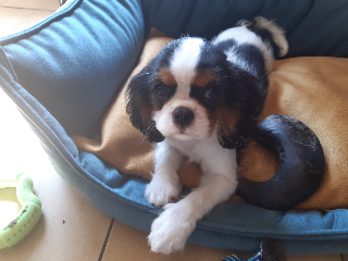 Photo de Charlie