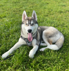 Photo de Loki