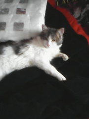 Tsuki