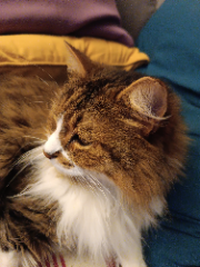 Photo de Aslan