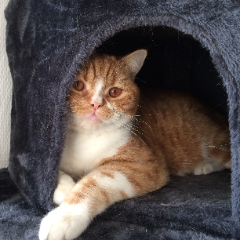 Photo de Jazz