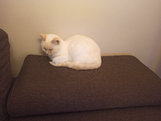 Photo de Milka