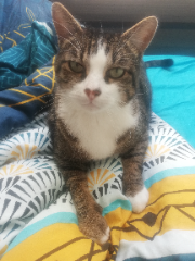 Simba
