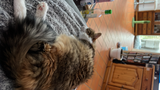 Photo de Minerva