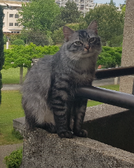 Photo de Tigrou