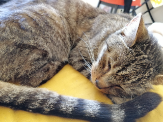 Loulou