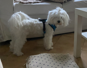 Photo de Scarlett