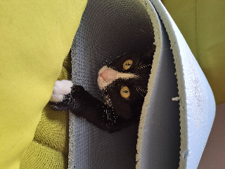 Photo de KITTY