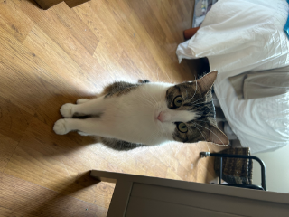 Photo de Kirua