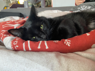 Reglisse