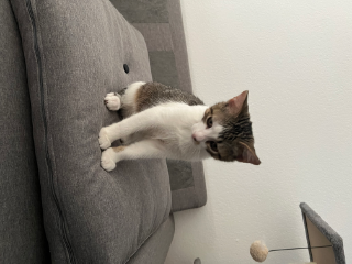Mia