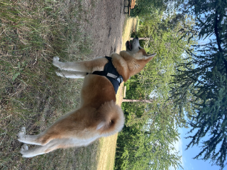 Tika