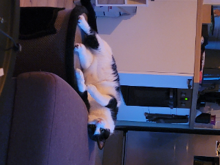 Photo de Pita