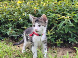 Photo de Choupette