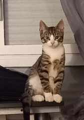Photo de Simba