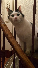Merlin