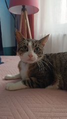 Photo de Mallow
