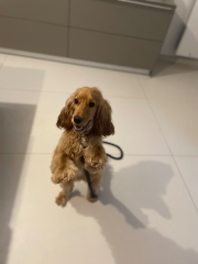 Charlie