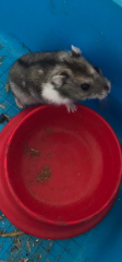 Haku
