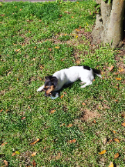 Sybelle