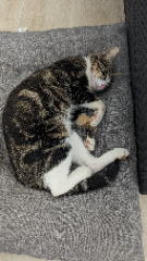 Photo de Minouche
