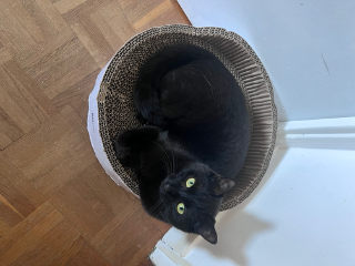 Théa