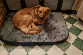Photo de Simba