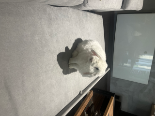 Photo de Nunu